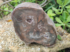 Polished Thick Dadoxylon Petrified Wood Slices x 2 From Gokwe, Zimbabwe - Toprock Gemstones and Minerals 