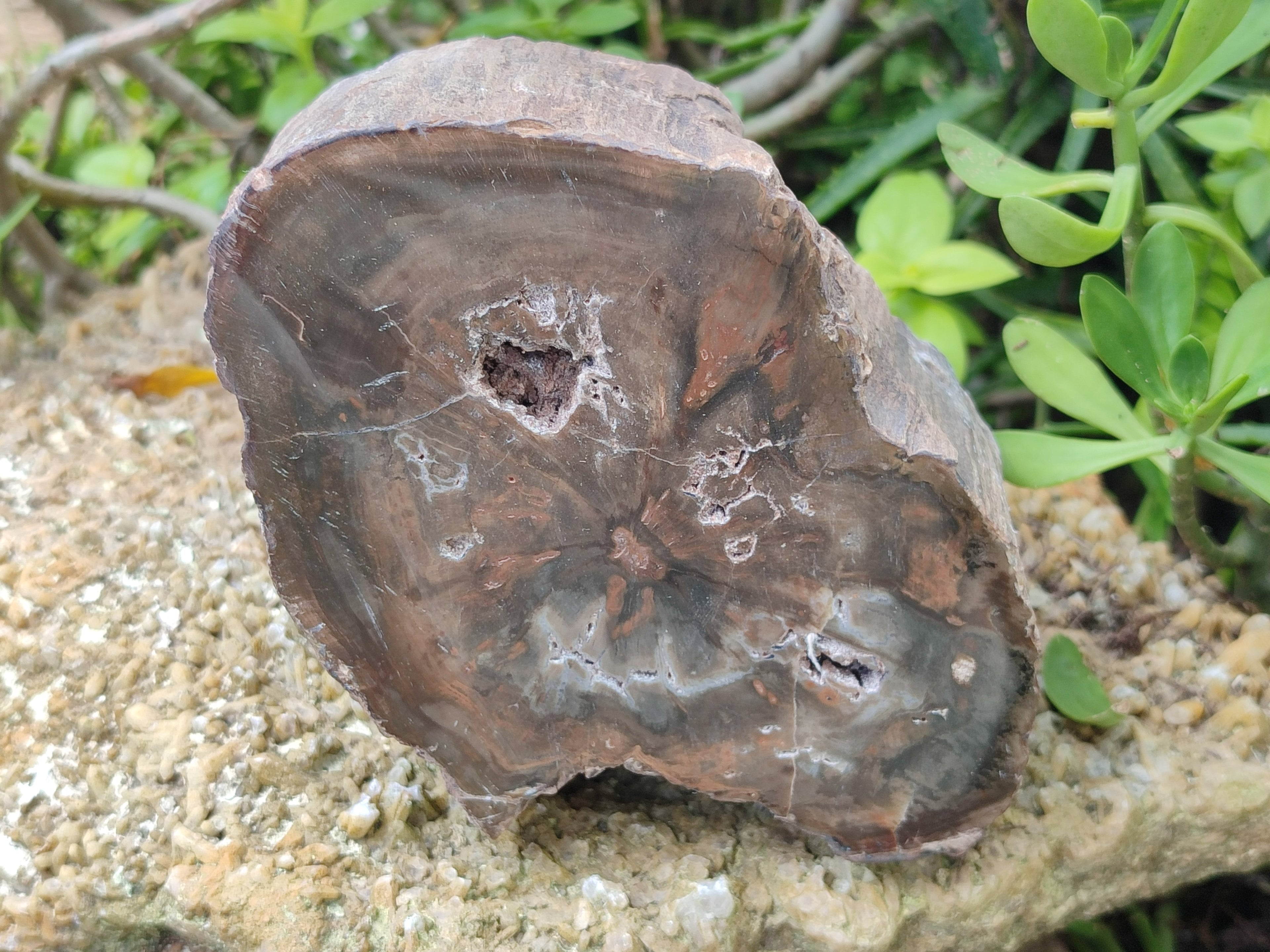 Polished Thick Dadoxylon Petrified Wood Slices x 2 From Gokwe, Zimbabwe - Toprock Gemstones and Minerals 