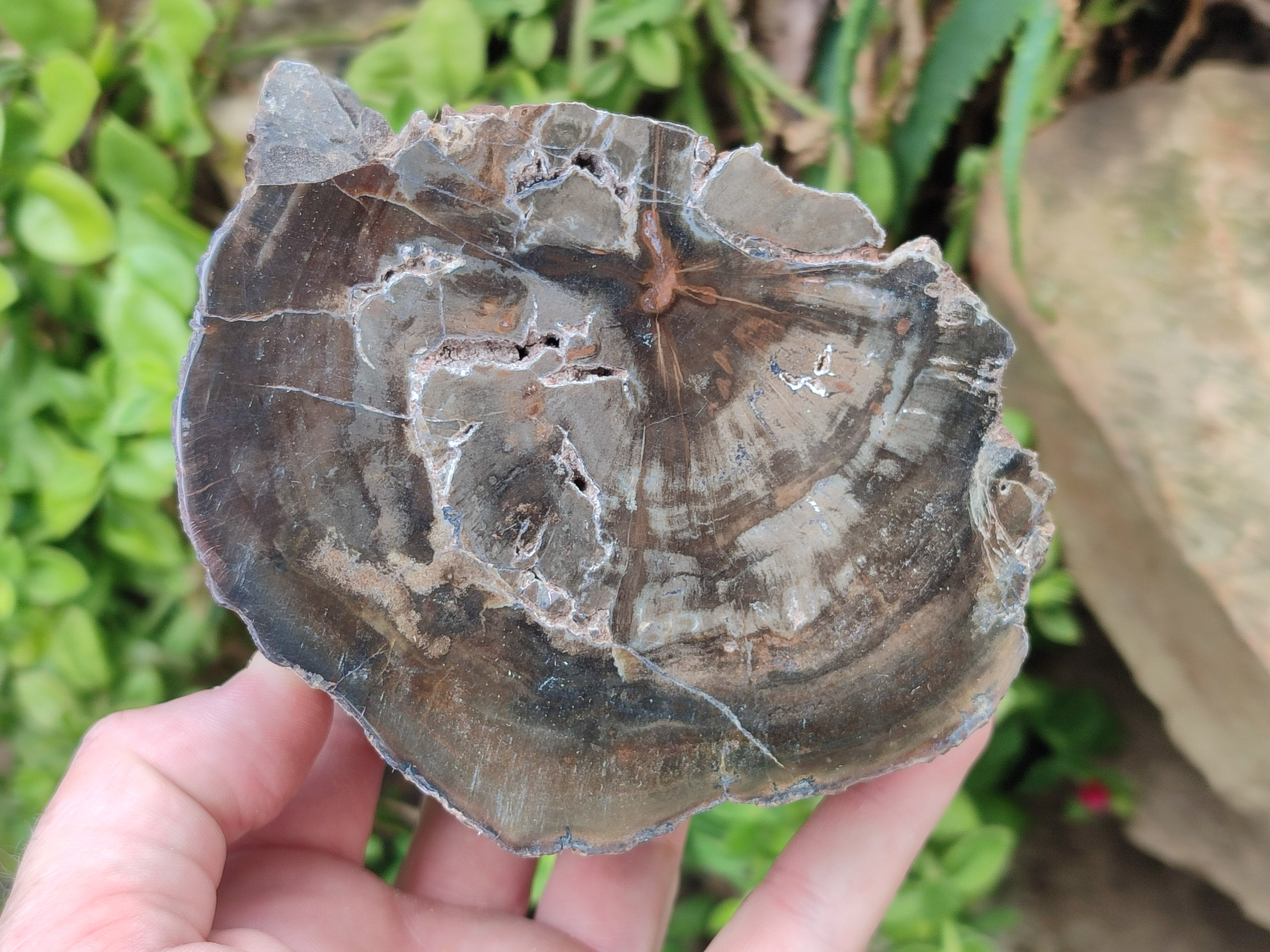 Polished Thick Dadoxylon Petrified Wood Slices x 2 From Gokwe, Zimbabwe - Toprock Gemstones and Minerals 