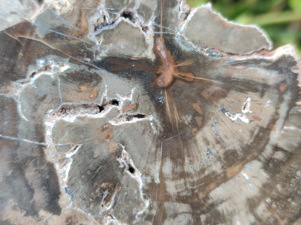 Polished Thick Dadoxylon Petrified Wood Slices x 2 From Gokwe, Zimbabwe - Toprock Gemstones and Minerals 