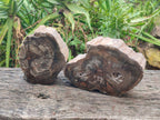 Polished Thick Dadoxylon Petrified Wood Slices x 2 From Gokwe, Zimbabwe - Toprock Gemstones and Minerals 