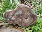 Polished Thick Dadoxylon Petrified Wood Slices x 2 From Gokwe, Zimbabwe - Toprock Gemstones and Minerals 