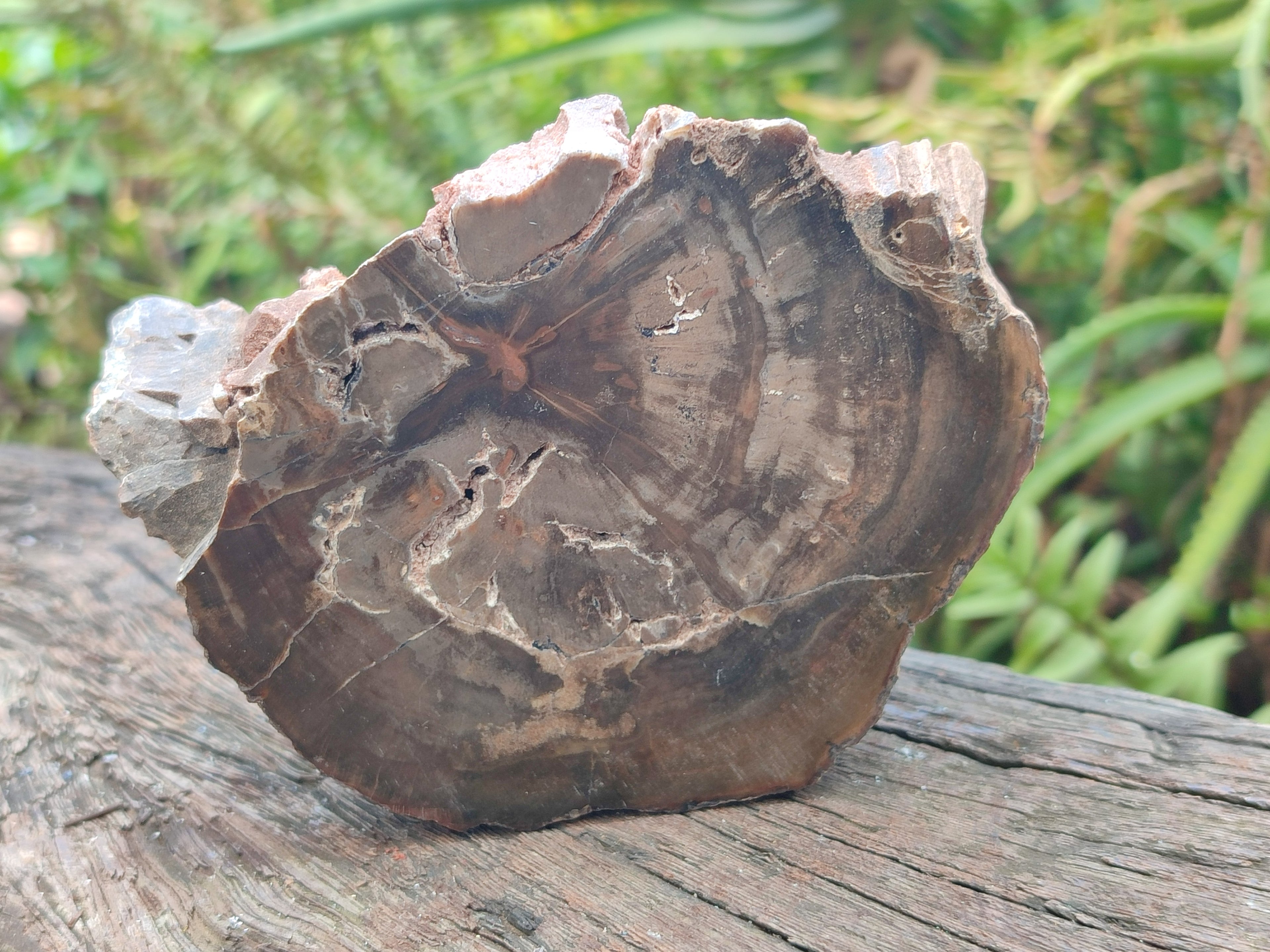 Polished Thick Dadoxylon Petrified Wood Slices x 2 From Gokwe, Zimbabwe - Toprock Gemstones and Minerals 