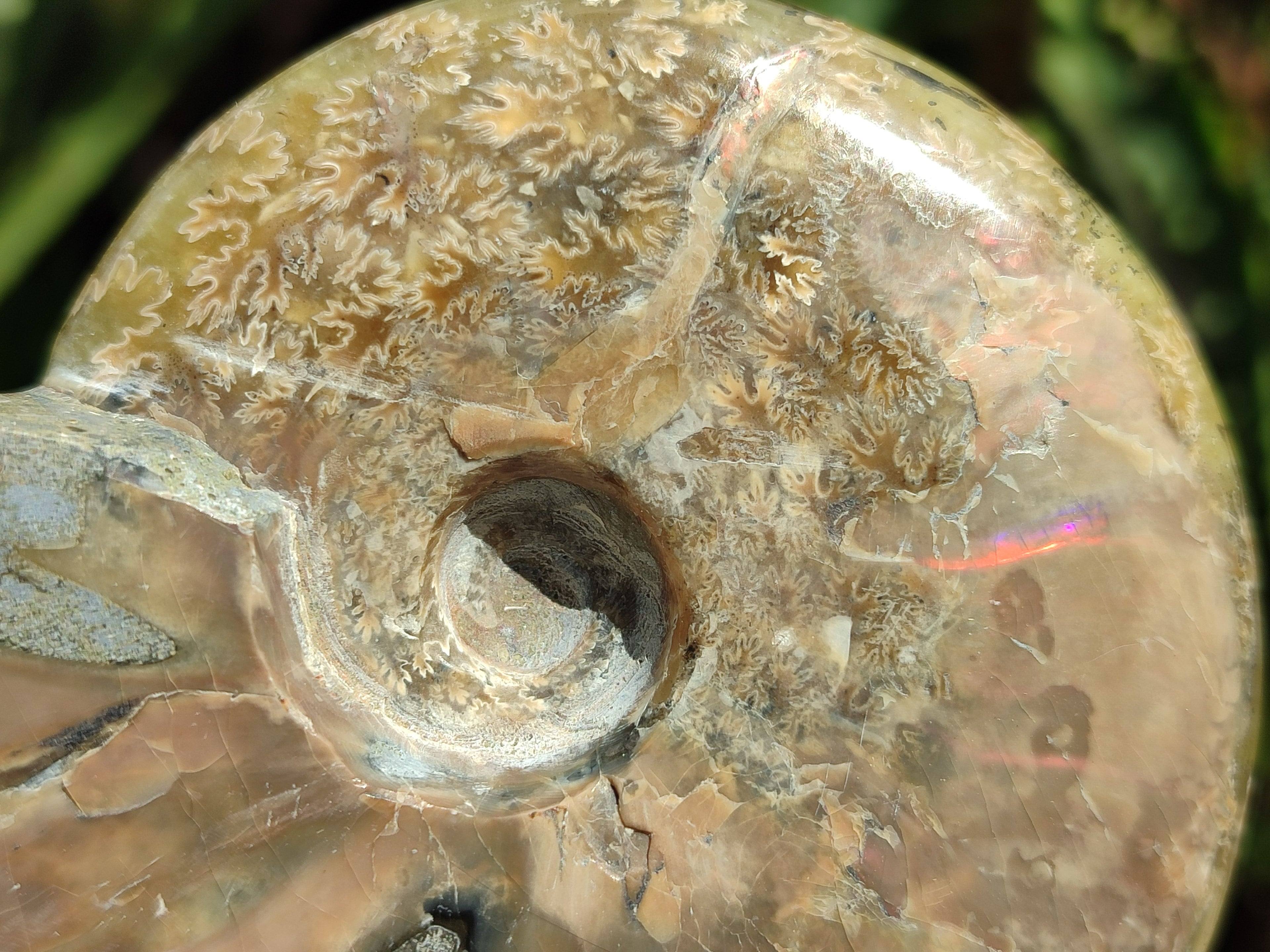 Polished Cleoniceras Ammolite Opalized Ammonite Fossils x 2 From Tulear, Madagascar - Toprock Gemstones and Minerals 