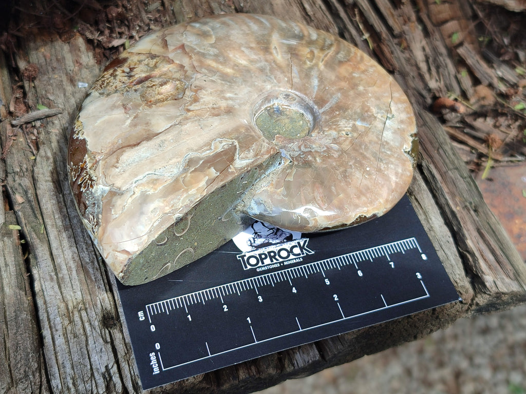 Polished Cleoniceras Ammolite Opalized Ammonite Fossils x 2 From Tulear, Madagascar - Toprock Gemstones and Minerals 