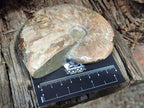 Polished Cleoniceras Ammolite Opalized Ammonite Fossils x 2 From Tulear, Madagascar - Toprock Gemstones and Minerals 