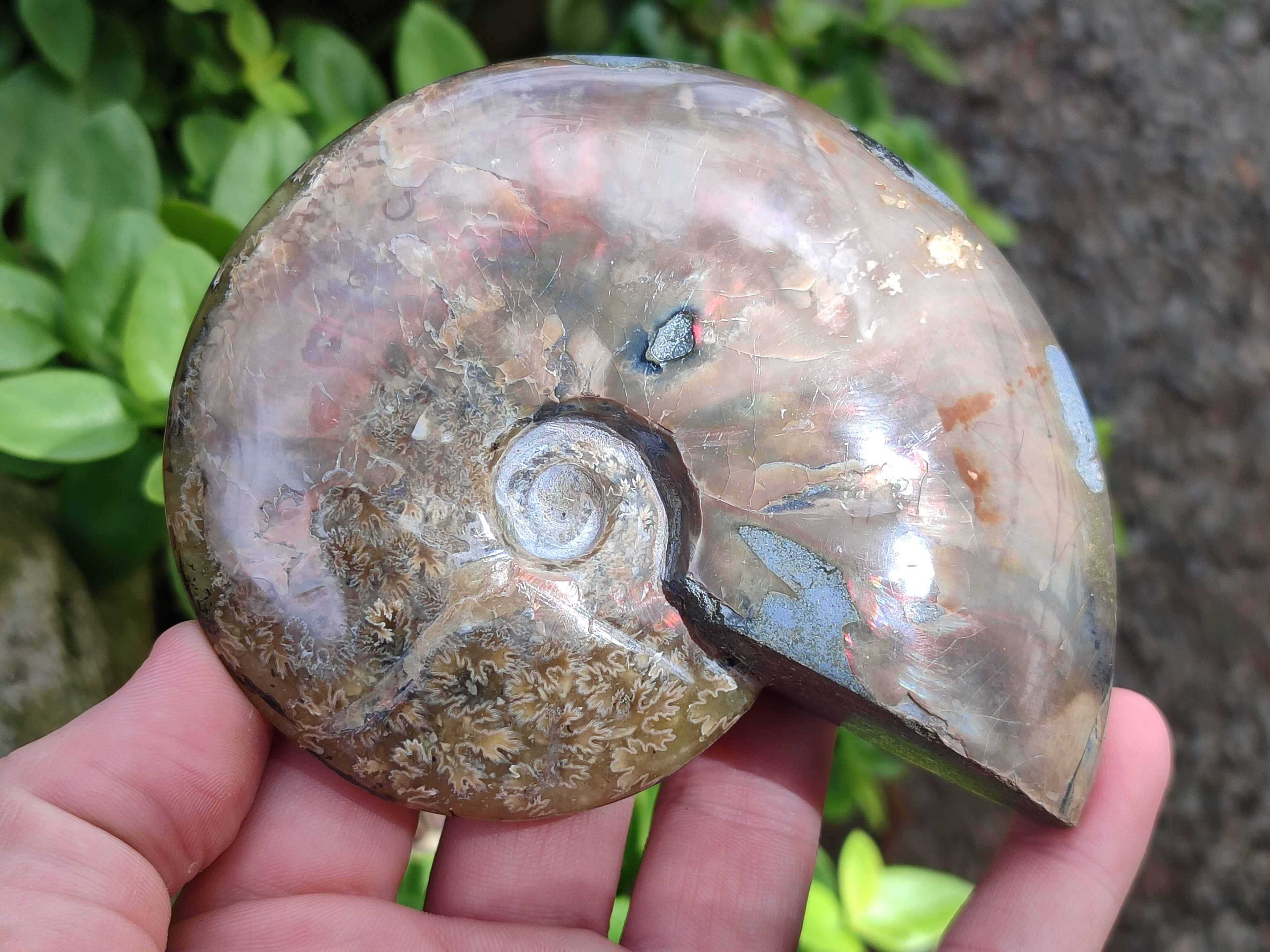 Polished Cleoniceras Ammolite Opalized Ammonite Fossils x 2 From Tulear, Madagascar - Toprock Gemstones and Minerals 