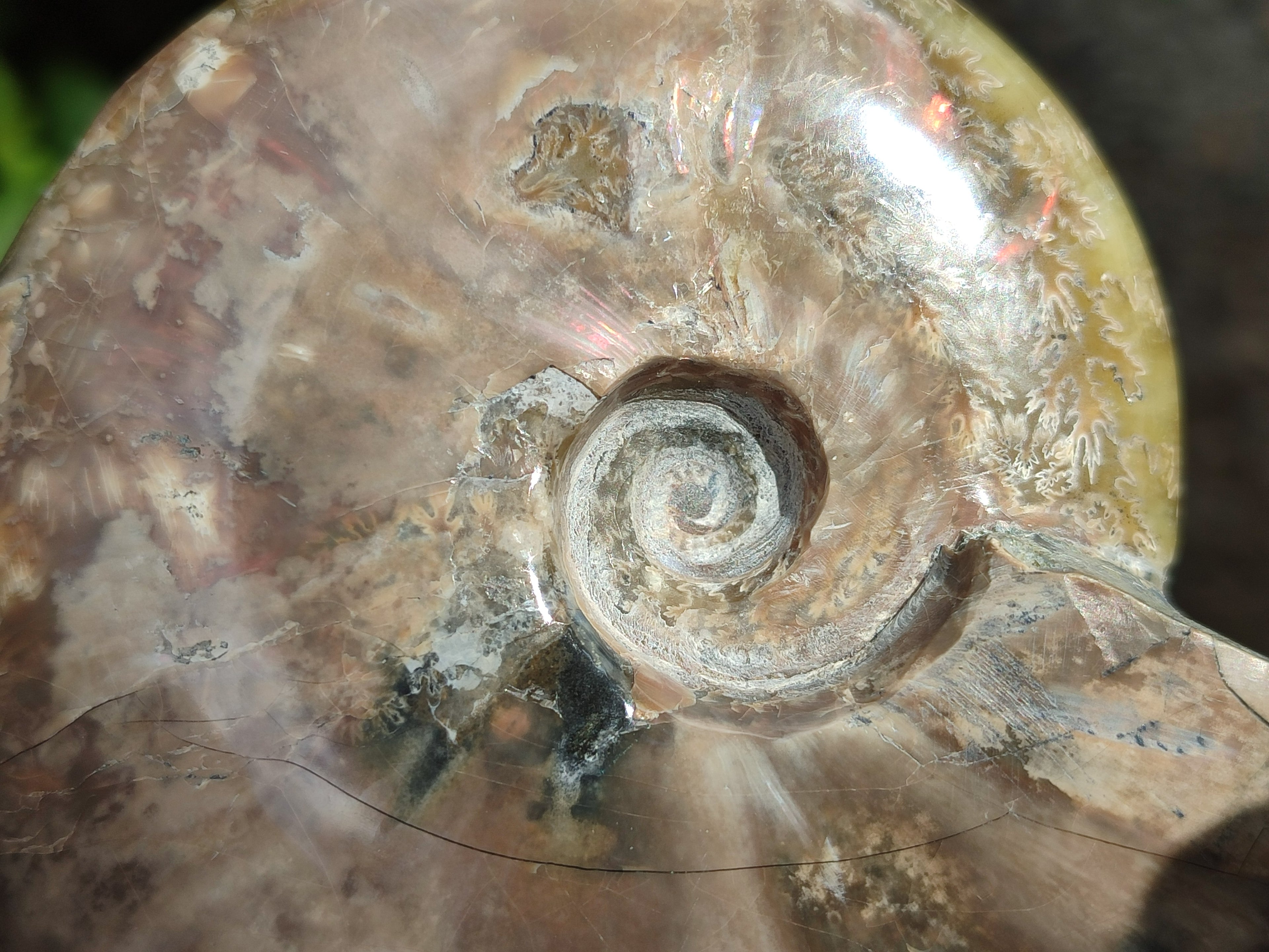 Polished Cleoniceras Ammolite Opalized Ammonite Fossils x 2 From Tulear, Madagascar - Toprock Gemstones and Minerals 