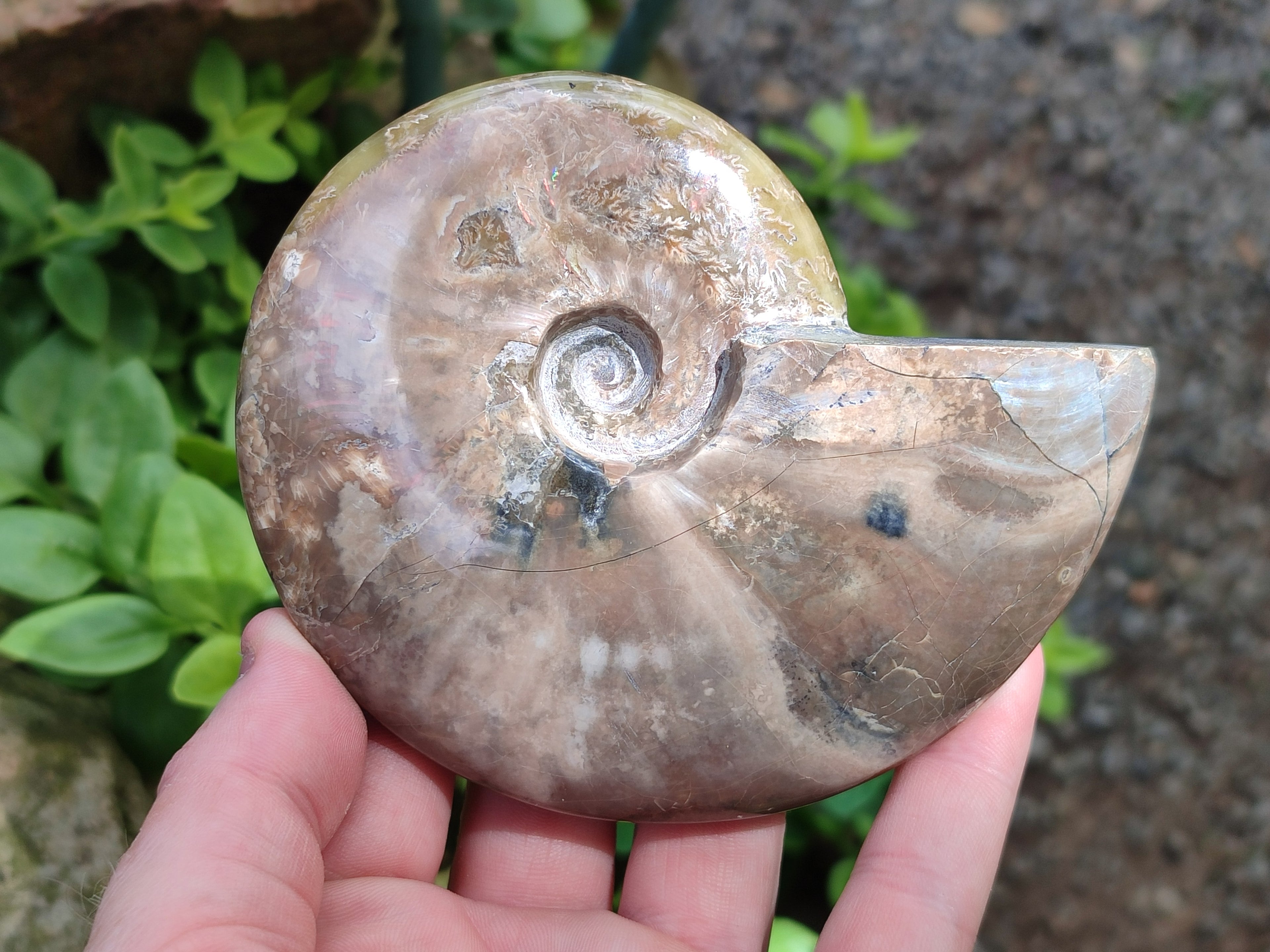 Polished Cleoniceras Ammolite Opalized Ammonite Fossils x 2 From Tulear, Madagascar - Toprock Gemstones and Minerals 