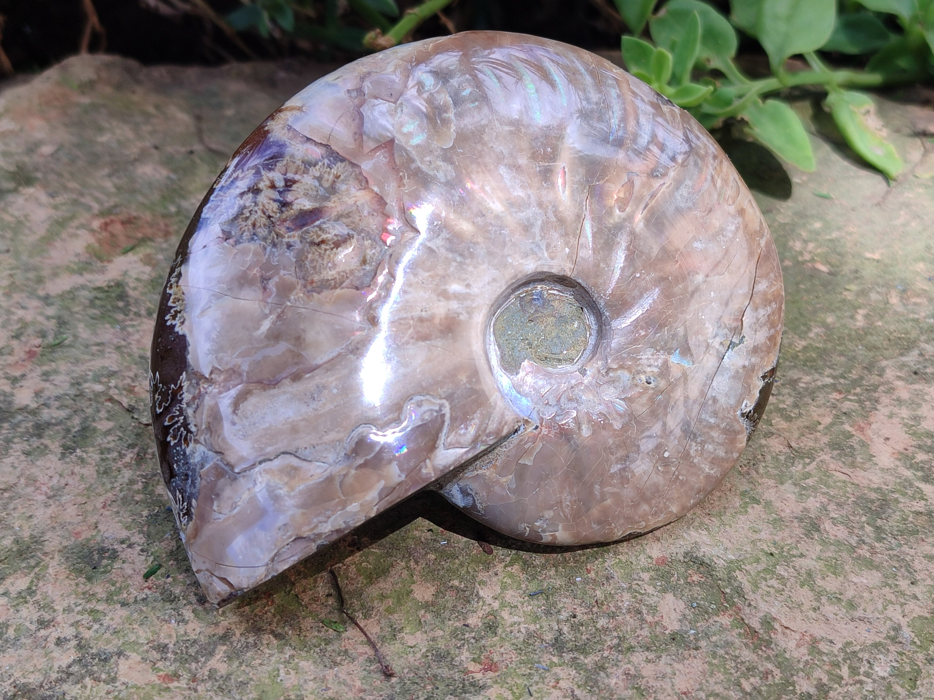 Polished Cleoniceras Ammolite Opalized Ammonite Fossils x 2 From Tulear, Madagascar - Toprock Gemstones and Minerals 