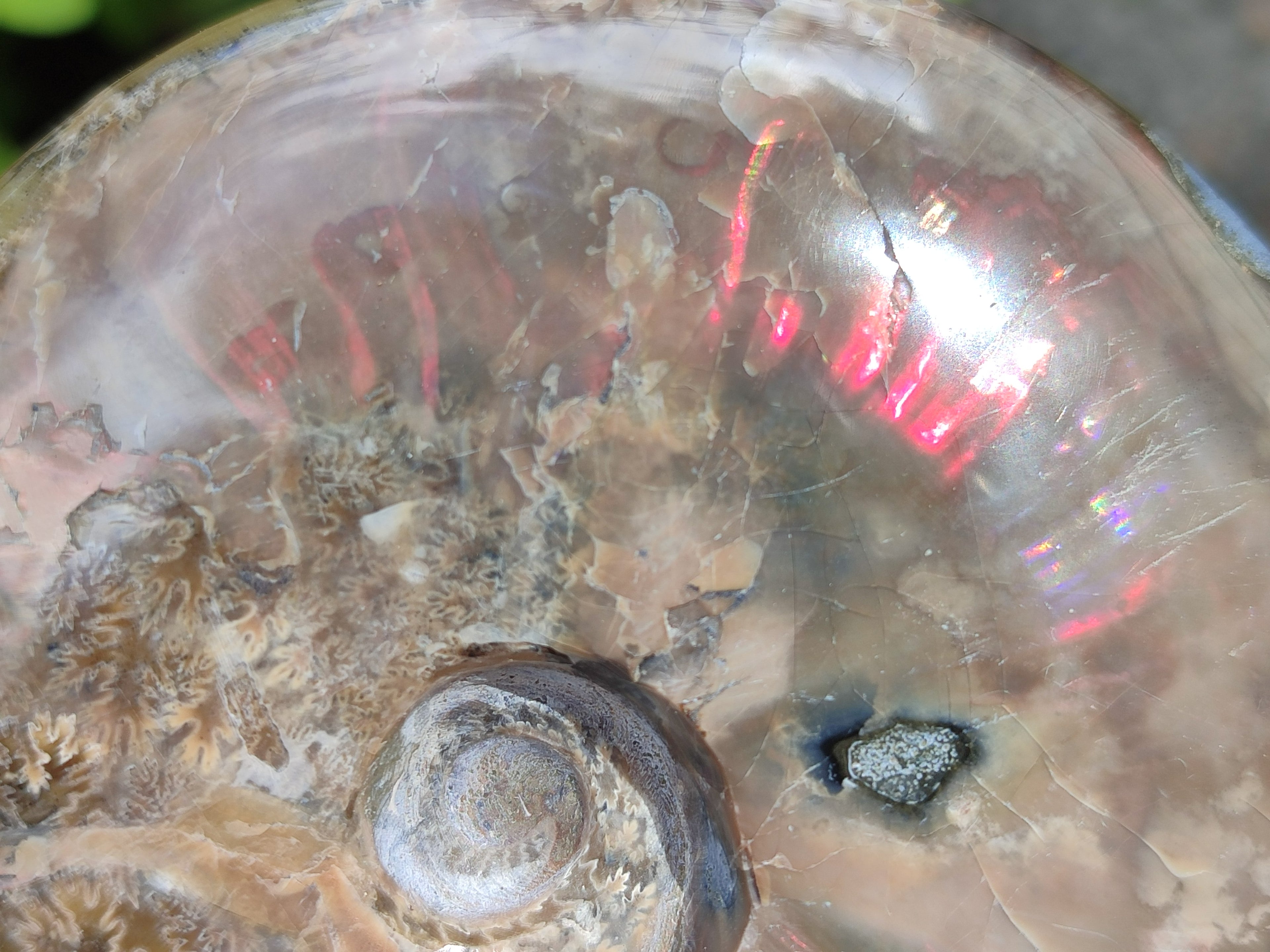 Polished Cleoniceras Ammolite Opalized Ammonite Fossils x 2 From Tulear, Madagascar