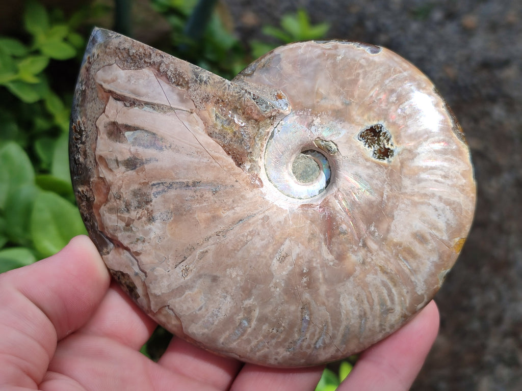 Polished Cleoniceras Ammolite Opalized Ammonite Fossils x 2 From Tulear, Madagascar - Toprock Gemstones and Minerals 