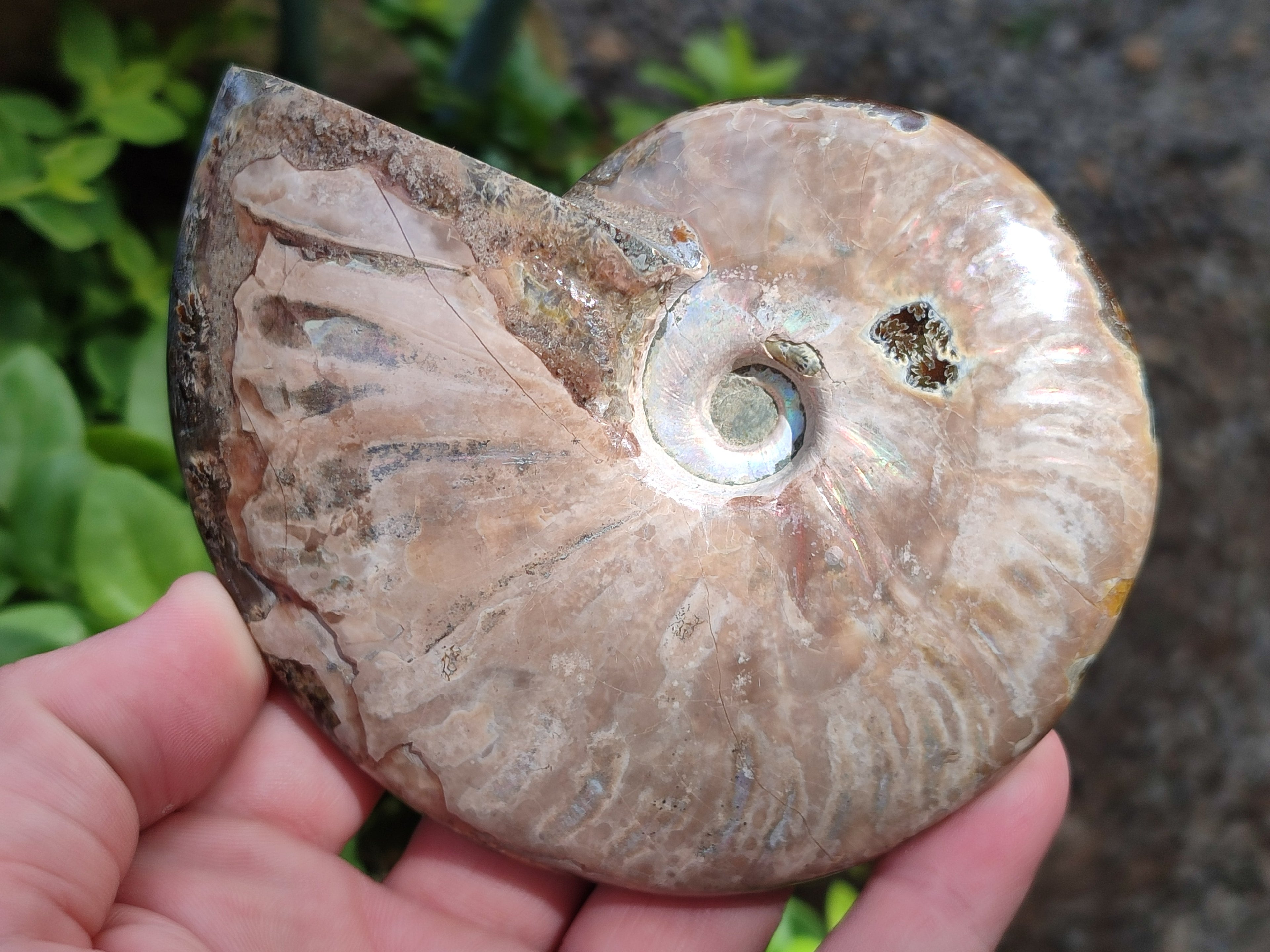 Polished Cleoniceras Ammolite Opalized Ammonite Fossils x 2 From Tulear, Madagascar - Toprock Gemstones and Minerals 