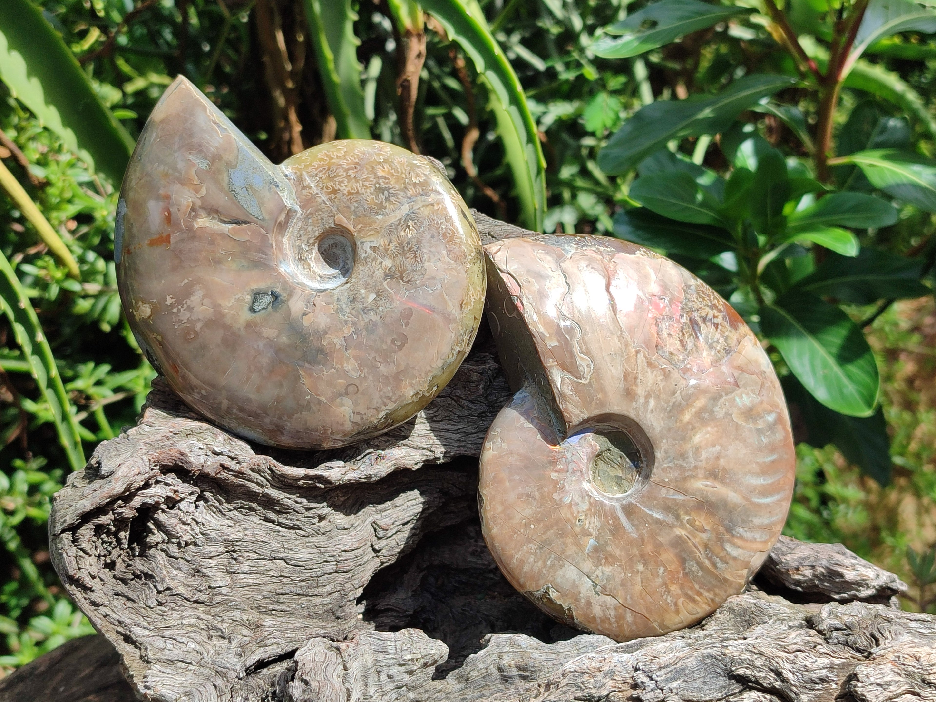 Polished Cleoniceras Ammolite Opalized Ammonite Fossils x 2 From Tulear, Madagascar - Toprock Gemstones and Minerals 