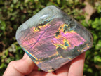 Polished Rare Purple Sunset Flash Labradorite Standing Free Forms x 6 From Madagascar