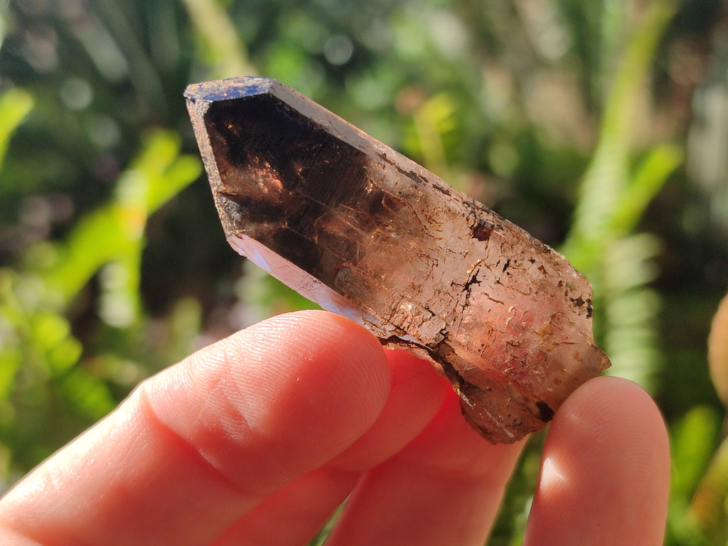 Natural Zomba Smokey Quartz Crystals x 70 From Zomba Plateau, Malawi