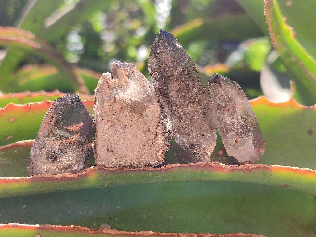 Natural Zomba Smokey Quartz Crystals x 70 From Zomba Plateau, Malawi