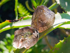 Natural Neuschwaben Farm Smokey Quartz Crystals x 19 From Goboboseb Mountains, Namibia