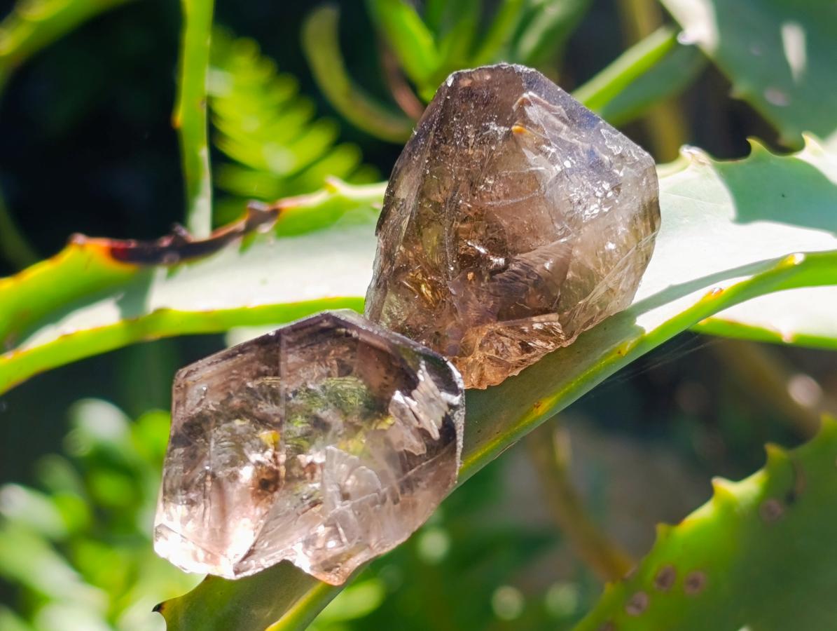Natural Neuschwaben Farm Smokey Quartz Crystals x 19 From Goboboseb Mountains, Namibia