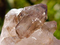 Natural Neuschwaben Farm Smokey Quartz Crystals x 19 From Goboboseb Mountains, Namibia