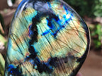 Polished Labradorite Standing Free Forms x 2 From Madagascar - Toprock Gemstones and Minerals 