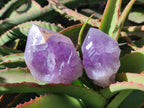 Natural Jacaranda Amethyst Single Crystals x 6 From Mumbwa, Zambia - Toprock Gemstones and Minerals 