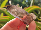 Natural Smokey Morion Quartz Crystals x 35 From Mulanje, Malawi - Toprock Gemstones and Minerals 