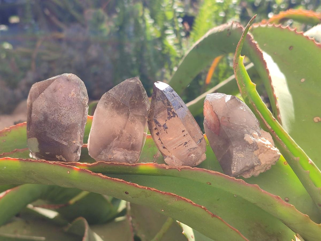 Natural Smokey Morion Quartz Crystals x 35 From Mulanje, Malawi - Toprock Gemstones and Minerals 