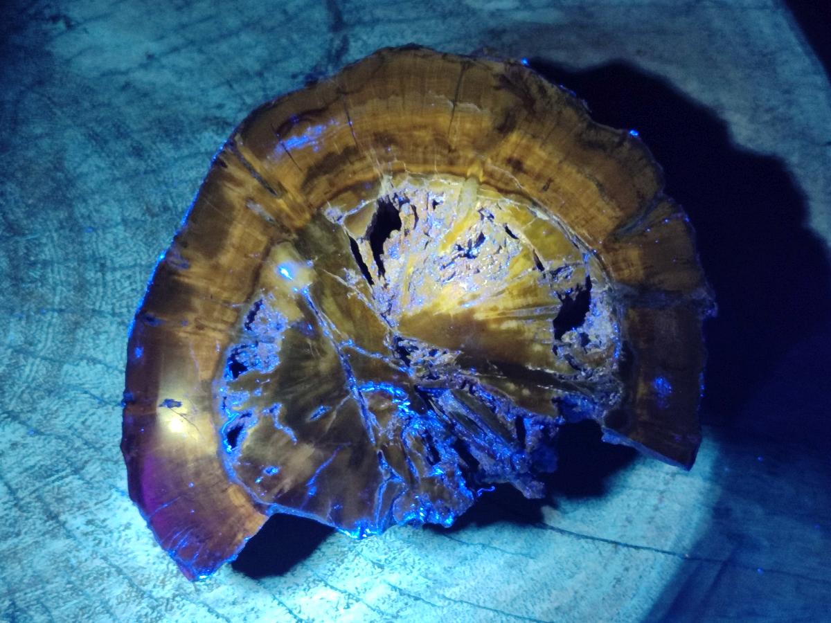 Polished Dadoxylon Petrified Wood Slices x 2 From Gokwe, Zimbabwe - Toprock Gemstones and Minerals 