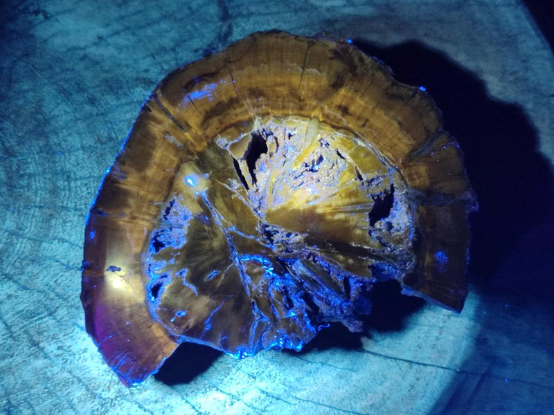 Polished Dadoxylon Petrified Wood Slices x 2 From Gokwe, Zimbabwe - Toprock Gemstones and Minerals 