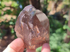 Natural Smokey Quartz Crystals and Clusters x 12 From Mulanje, Malawi - Toprock Gemstones and Minerals 