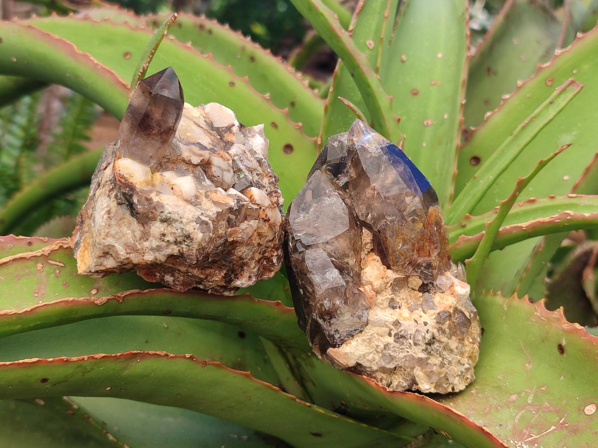 Natural Smokey Quartz Crystals and Clusters x 12 From Mulanje, Malawi - Toprock Gemstones and Minerals 