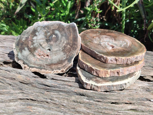 Polished Dadoxylon Petrified Wood Slices x 6 From Gokwe, Zimbabwe - Toprock Gemstones and Minerals 