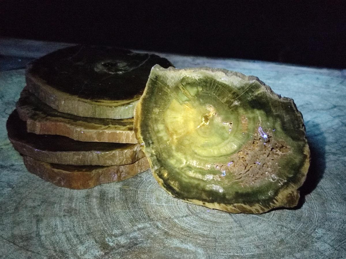 Polished Dadoxylon Petrified Wood Slices x 6 From Gokwe, Zimbabwe - Toprock Gemstones and Minerals 