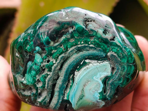 Polished Flower Banded Malachite Free Forms x 6 From Congo - Toprock Gemstones and Minerals 