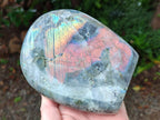 Polished Rare Purple Sunset Flash Labradorite Standing Free Forms x 2 From Madagascar - Toprock Gemstones and Minerals 