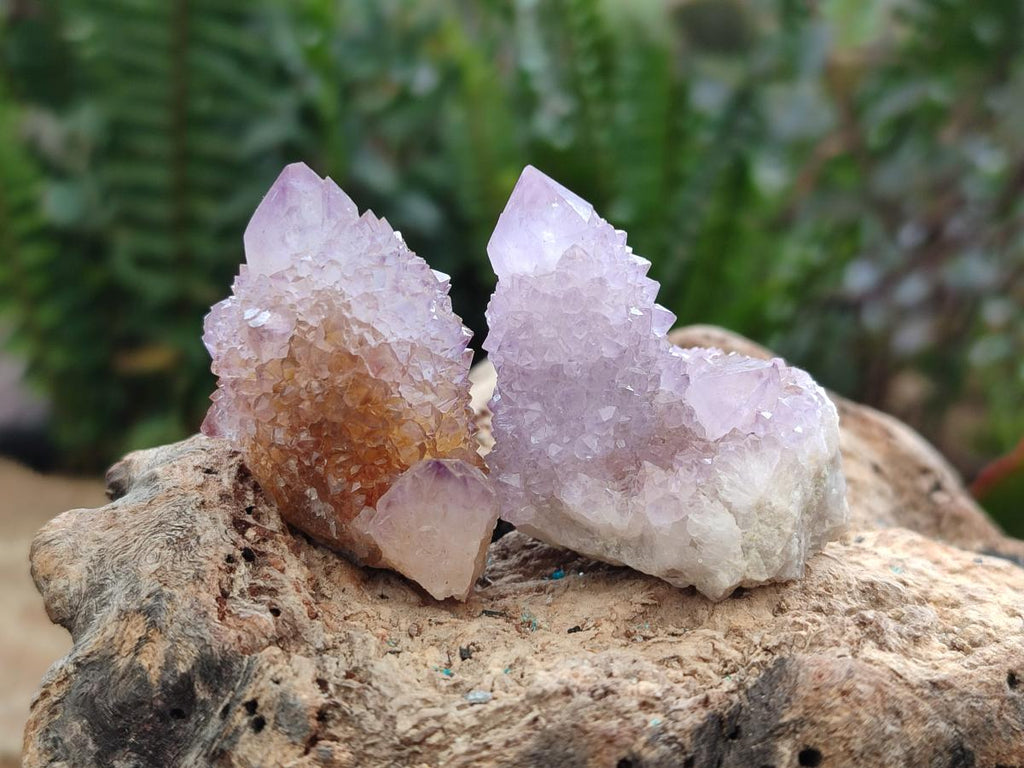 Natural Amethyst and Ametrine Spirit Clusters x 24 From Boekenhouthoek, South Africa - Toprock Gemstones and Minerals 