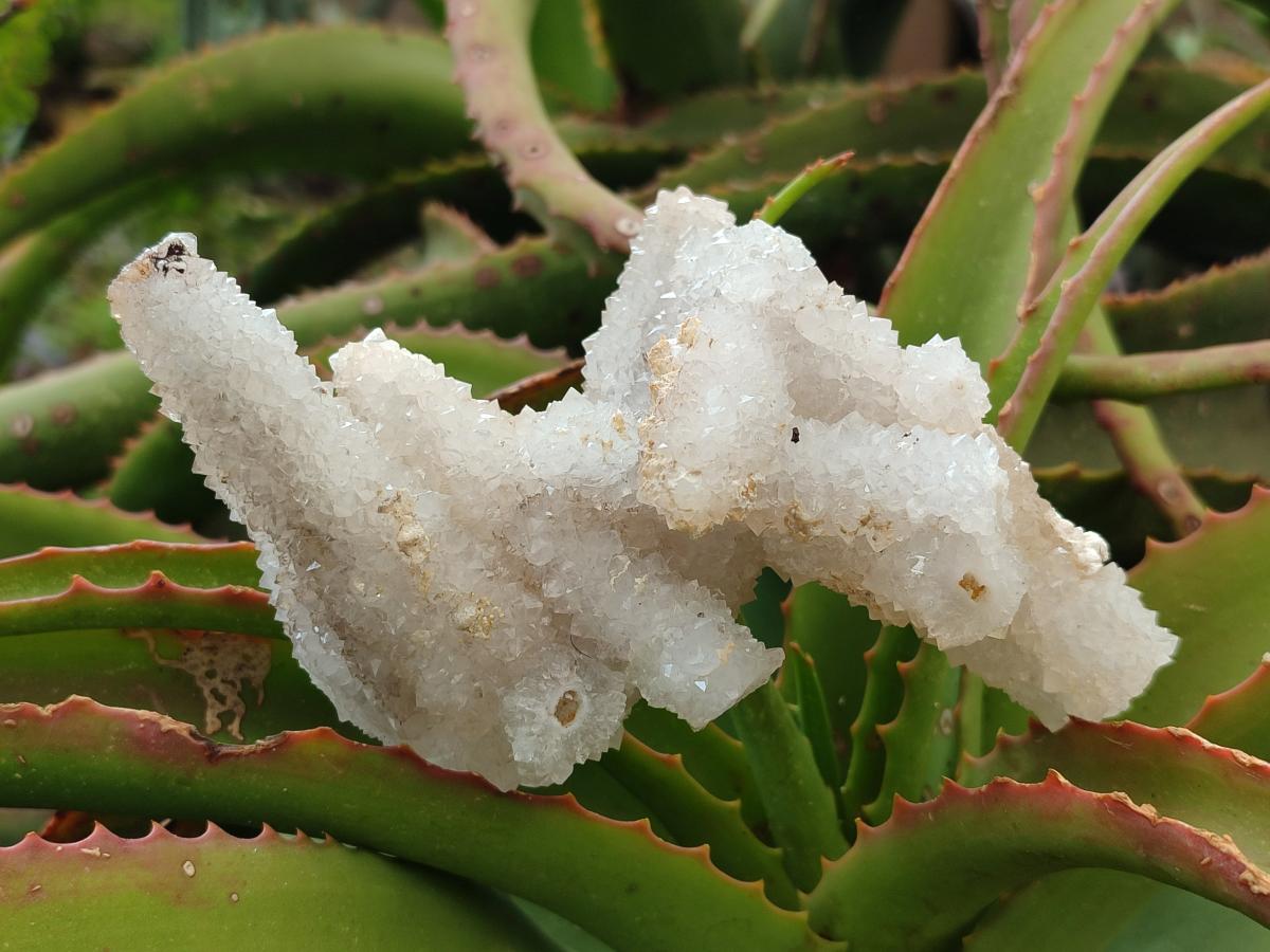 Natural Drusy Snow Finger Clusters x 4 From Albert's Mountain, Lesotho - Toprock Gemstones and Minerals 