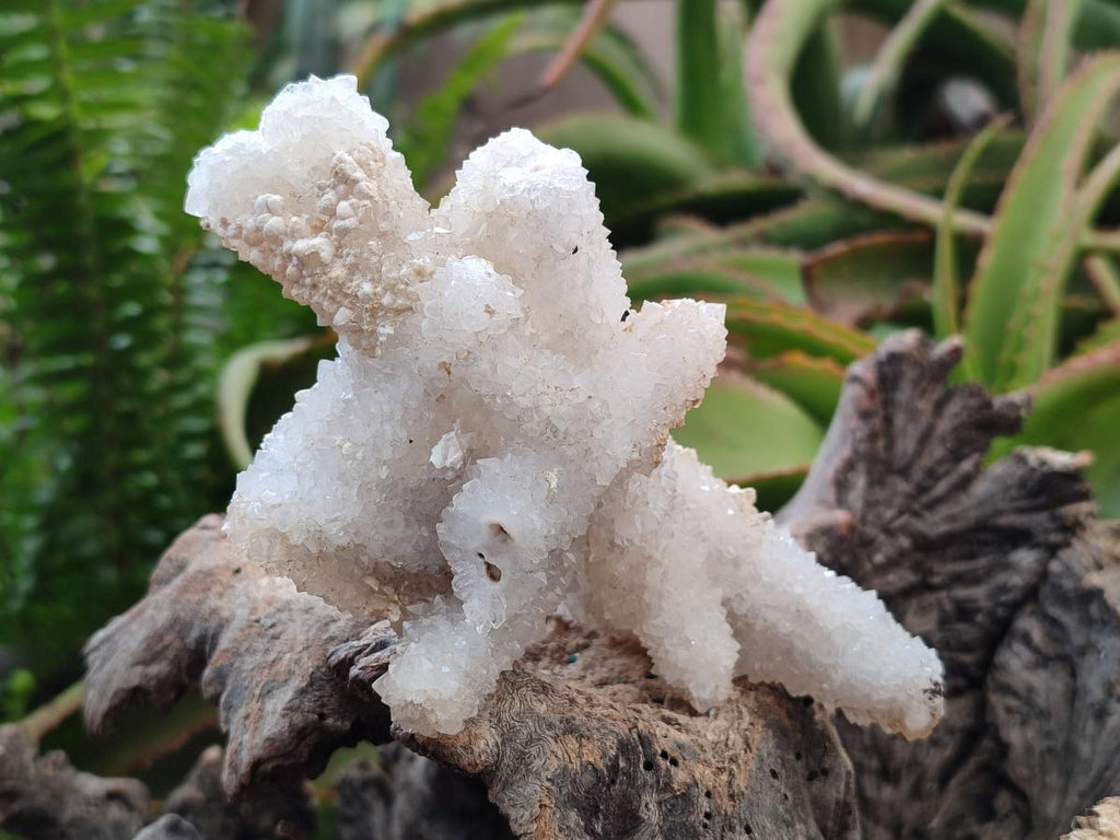 Natural Drusy Snow Finger Clusters x 4 From Albert's Mountain, Lesotho - Toprock Gemstones and Minerals 