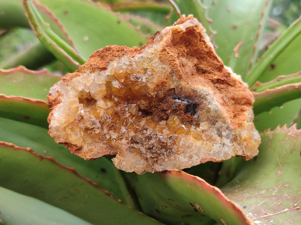 Natural Limonite Quartz Clusters x 12 From Solwezi, Zambia - Toprock Gemstones and Minerals 