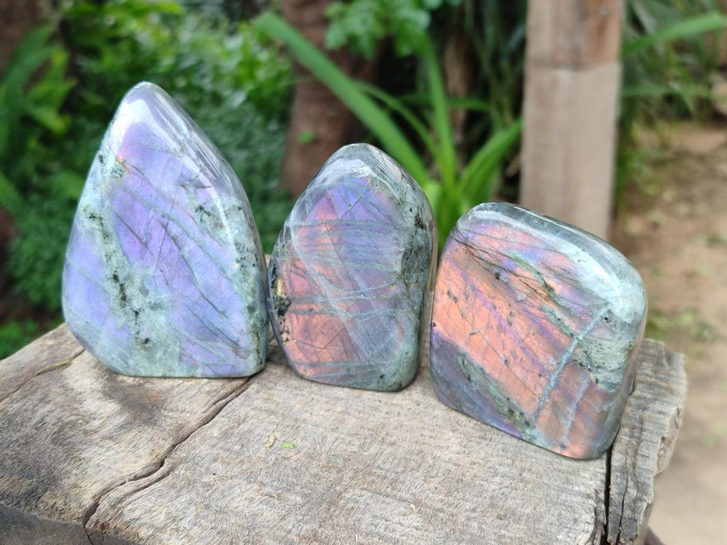 Polished Rare Purple Sunset Flash Labradorite Standing Free Forms x 12 From Madagascar - Toprock Gemstones and Minerals 