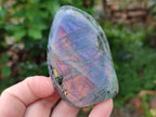 Polished Rare Purple Sunset Flash Labradorite Standing Free Forms x 12 From Madagascar - Toprock Gemstones and Minerals 