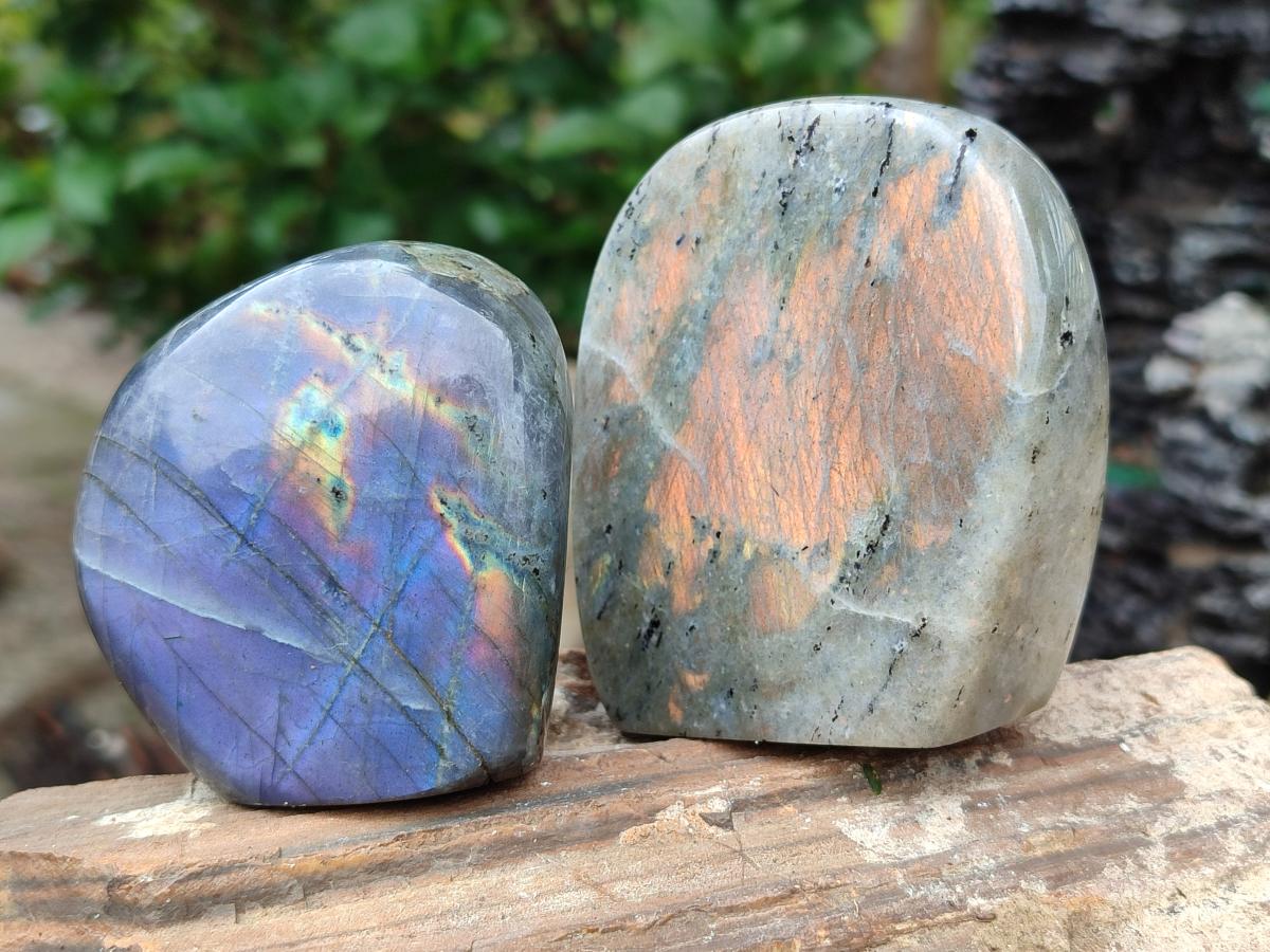 Polished Rare Purple Sunset Flash Labradorite Standing Free Forms x 12 From Madagascar - Toprock Gemstones and Minerals 