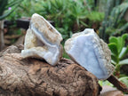 Natural Blue Lace Agate Geode Specimens x 35 From Nsanje, Malawi - Toprock Gemstones and Minerals 