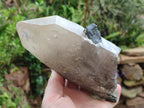 Natural Smokey Quartz Crystals with Black Tourmaline x 2 From Erongo, Namibia - Toprock Gemstones and Minerals 