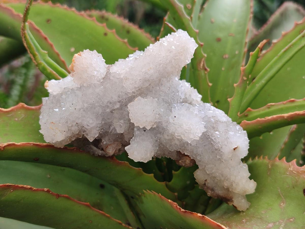 Natural Drusy Snow Finger Quartz Coated Clusters x 12 From Albert's Mountain, Lesotho - Toprock Gemstones and Minerals 