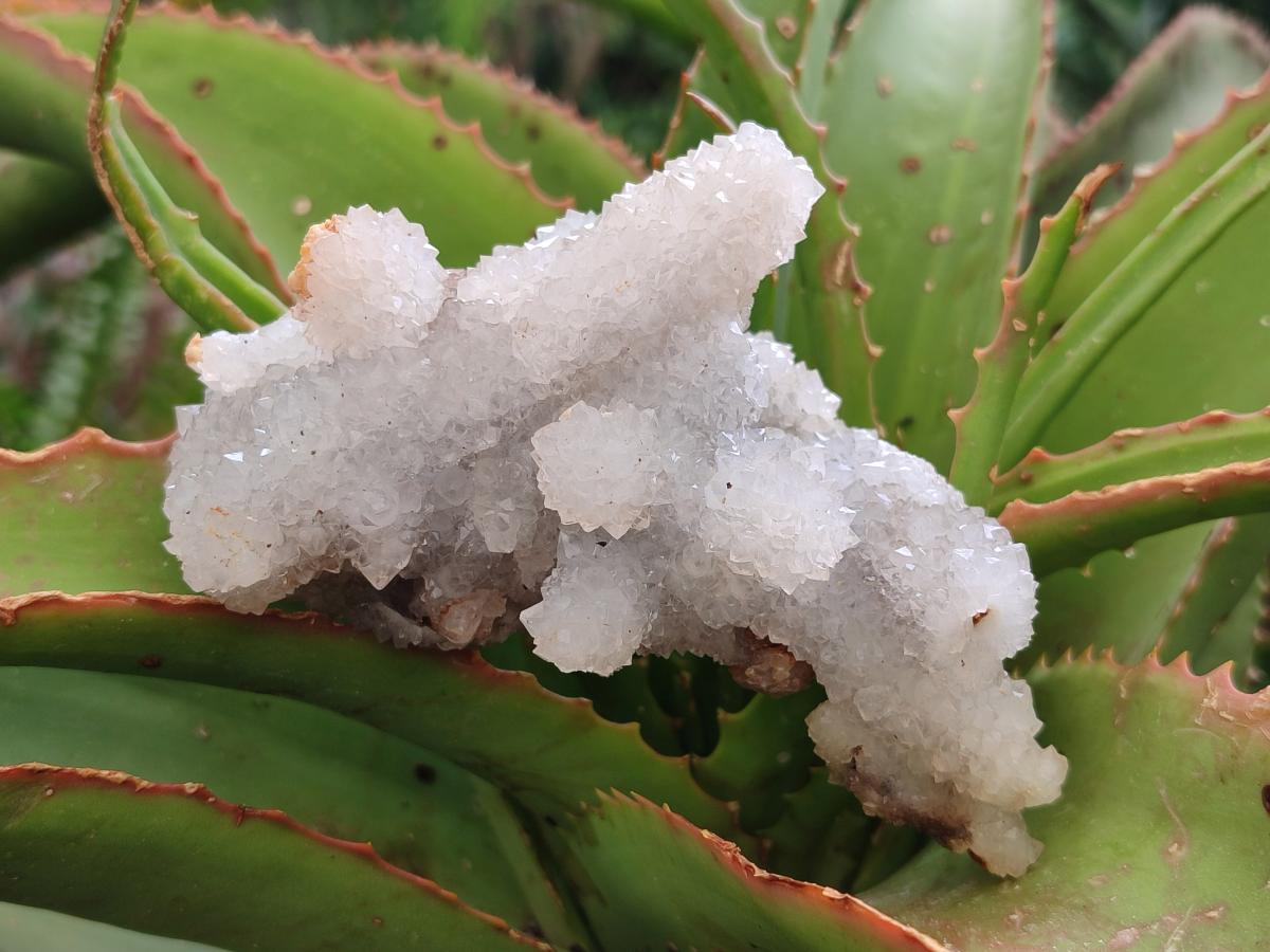 Natural Drusy Snow Finger Quartz Coated Clusters x 12 From Albert's Mountain, Lesotho - Toprock Gemstones and Minerals 