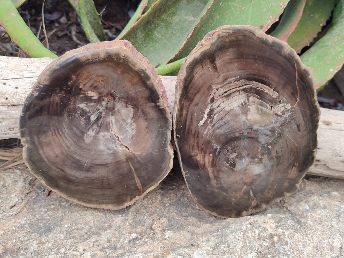 Polished Dadoxylon Petrified Wood Slices x 6 From Gokwe, Zimbabwe - Toprock Gemstones and Minerals 