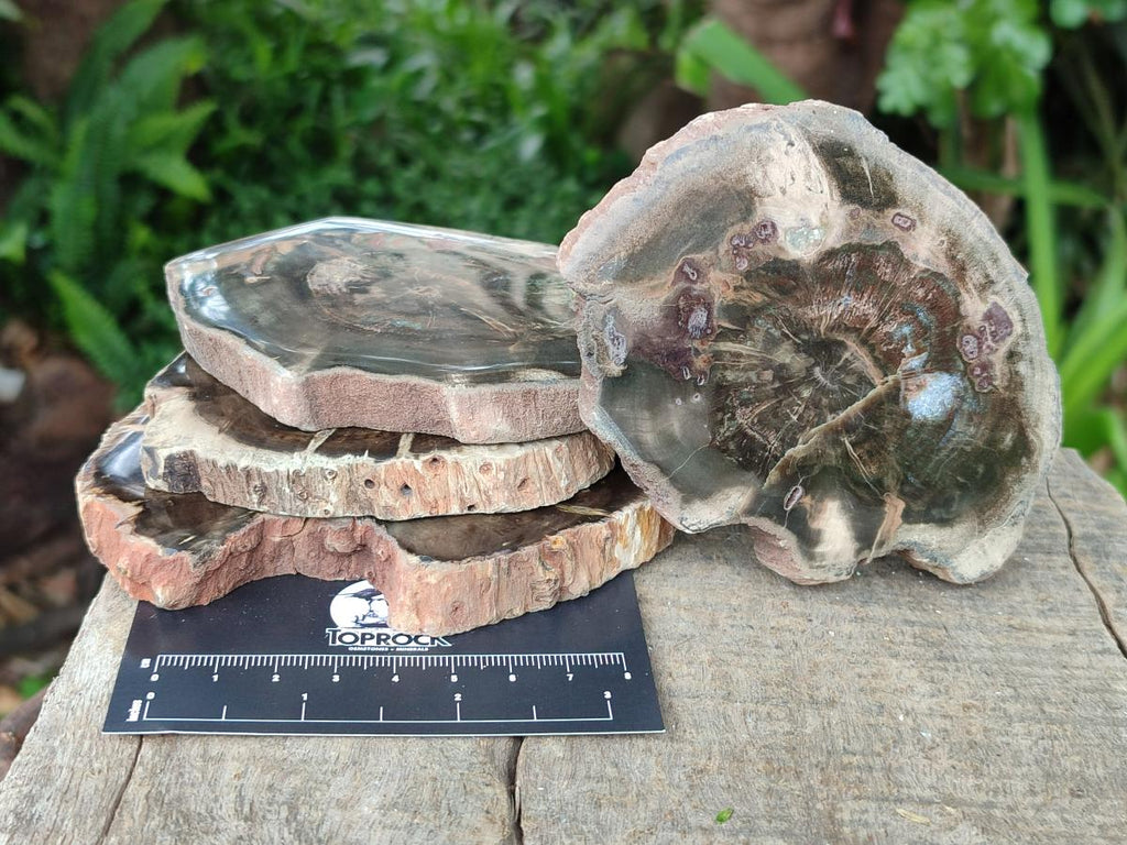 Polished Dadoxylon Petrified Wood Slices x 6 From Gokwe, Zimbabwe - Toprock Gemstones and Minerals 