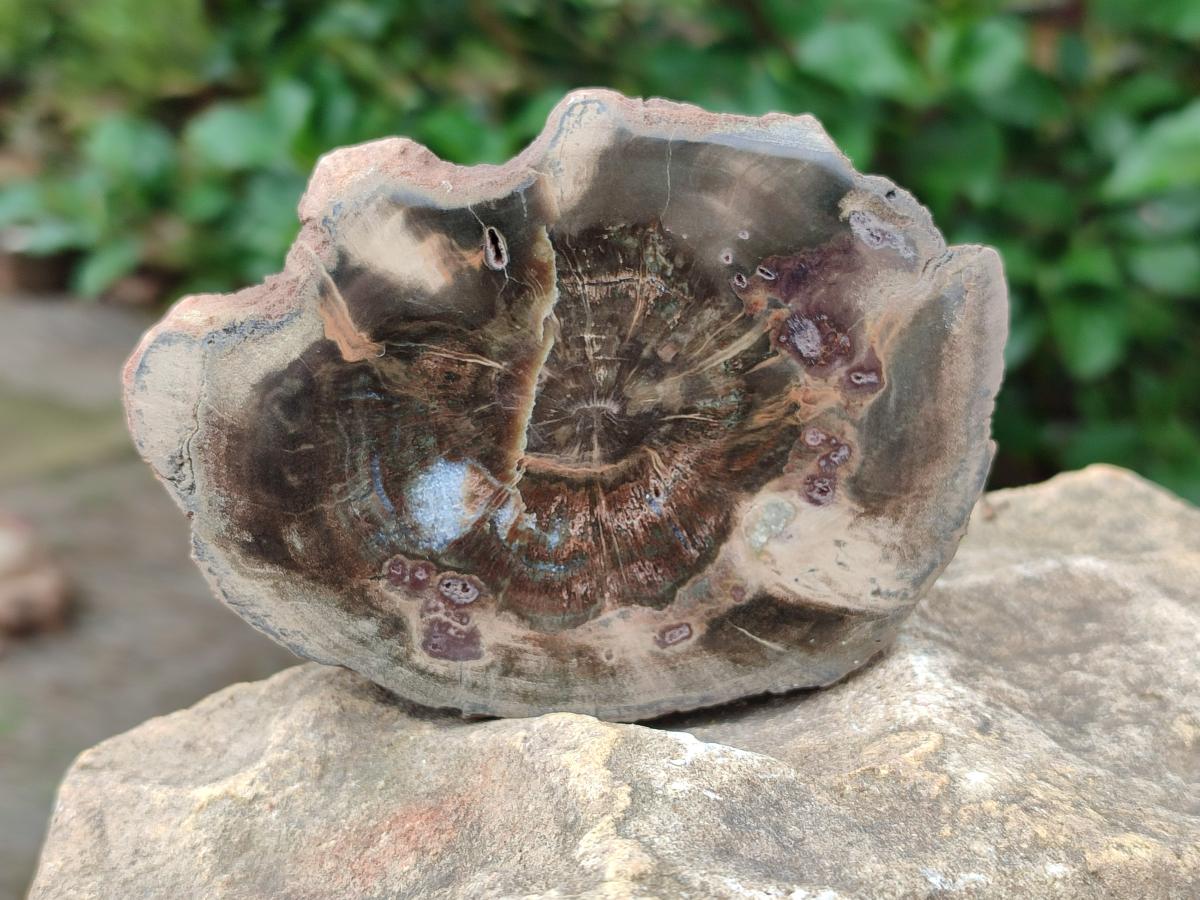 Polished Dadoxylon Petrified Wood Slices x 6 From Gokwe, Zimbabwe - Toprock Gemstones and Minerals 